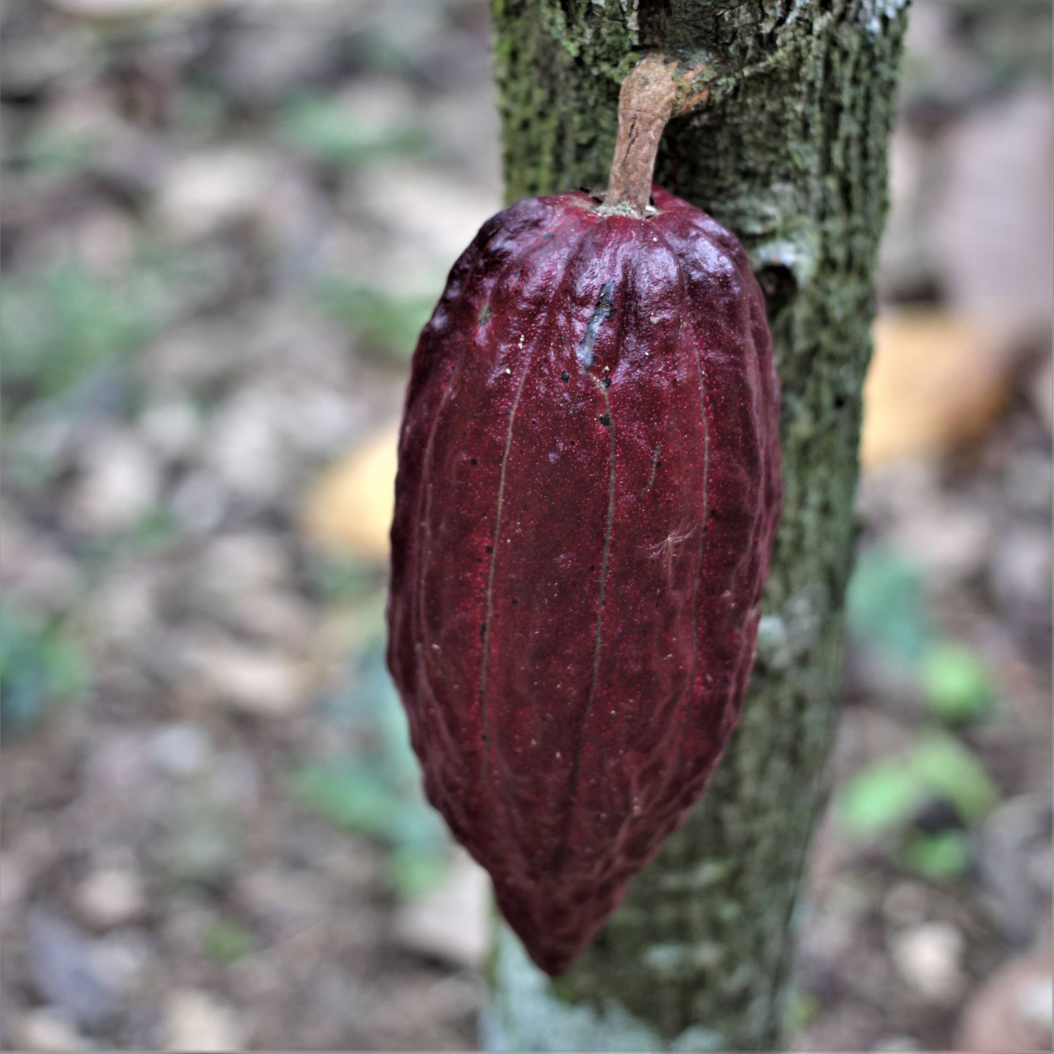 Theobroma cacao